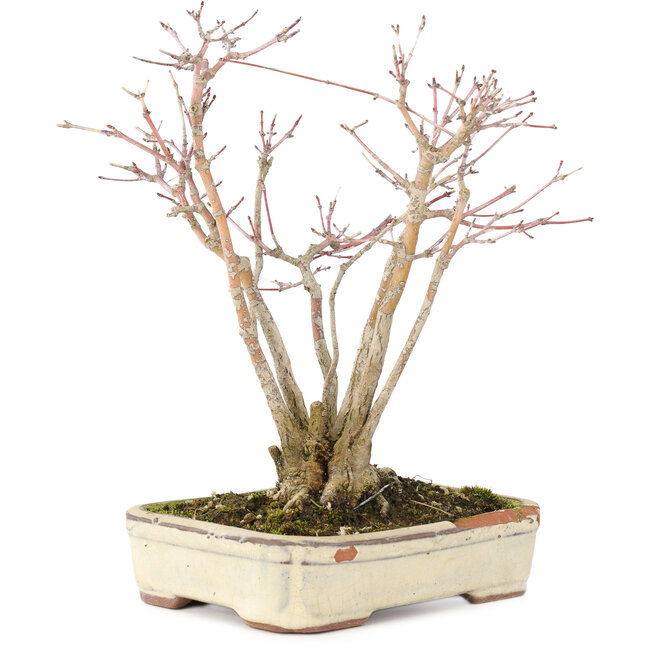 Acer palmatum, 20 cm, ± 20 ans, avec un magnifique motif d'écorce vieillissant, dans un pot endommagé