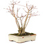 Acer palmatum, 20 cm, ± 20 años, con un hermoso patrón de corteza envejecida, en una maceta dañada