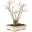 Acer palmatum, 20 cm, ± 20 jaar oud, met mooi ouder wordend schorspatroon, in beschadigde pot