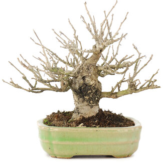 Hattori Tomoyuki Ilex serrata, 15 cm, ± 15 anni