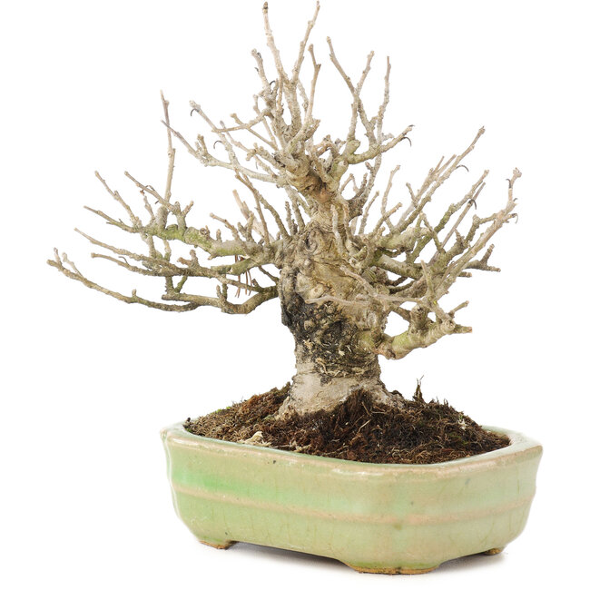 Ilex serrata, 15 cm, ± 15 anni, (albero femmina) in un vaso giapponese fatto a mano da Hattori, con bacche in autunno