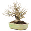 Ilex serrata, 15 cm, ± 15 years old, (female tree) in a handmade Japanese pot by Hattori, with berries in the autumn