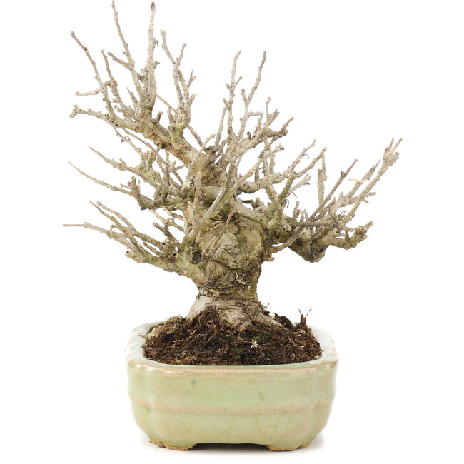 Ilex serrata, 15 cm, ± 15 ans, (arbre femelle) dans un pot japonais fait main par Hattori, avec des baies à l'automne