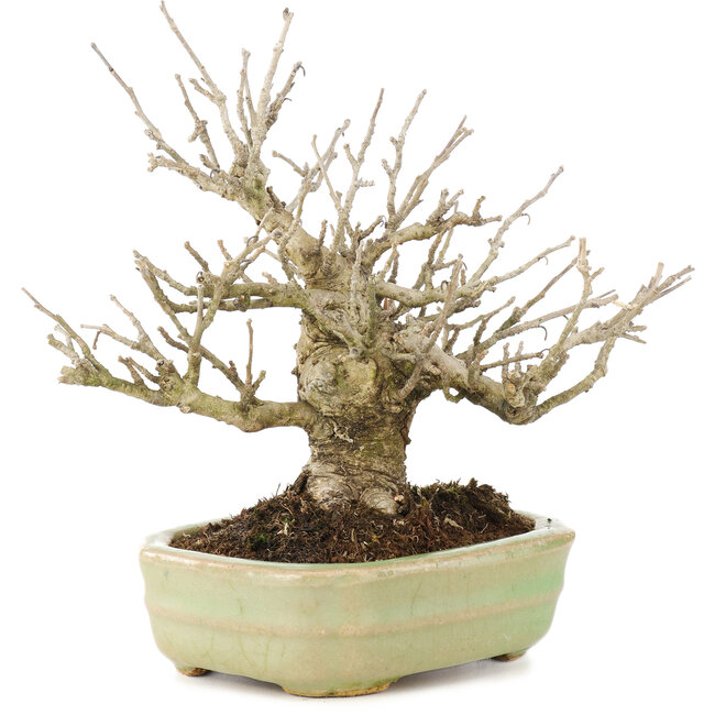 Ilex serrata, 15 cm, ± 15 años, (árbol hembra) en maceta japonesa hecha a mano por Hattori, con bayas en otoño