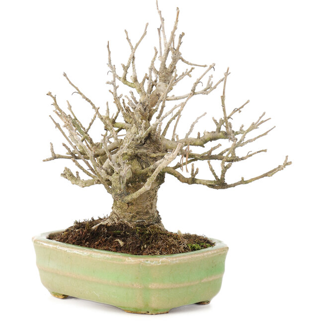 Ilex serrata, 15 cm, ± 15 jaar oud, (vrouwelijke boom) in een handgemaakte Japanse pot van Hattori, met herfstbessen