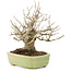 Ilex serrata, 15 cm, ± 15 years old, (female tree) in a handmade Japanese pot by Hattori, with berries in the autumn