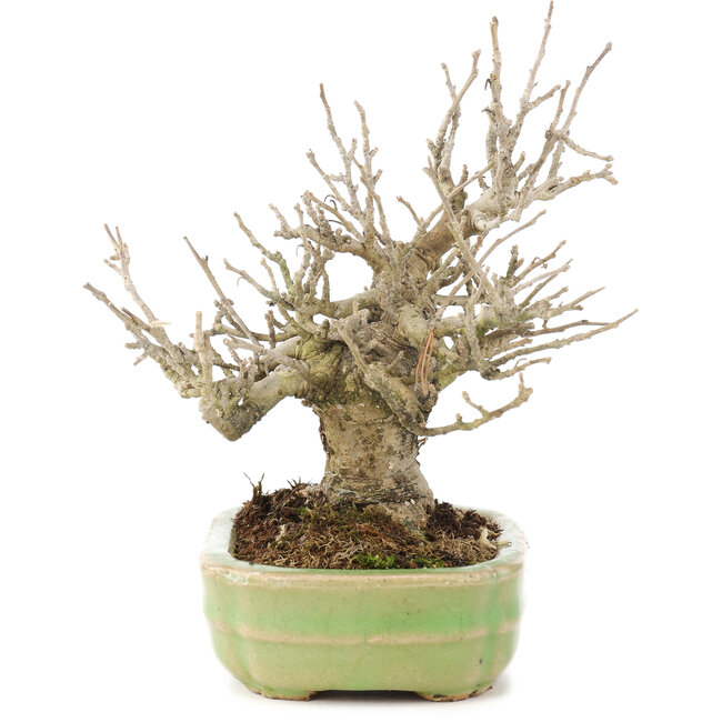 Ilex serrata, 15 cm, ± 15 ans, (arbre femelle) dans un pot japonais fait main par Hattori, avec des baies à l'automne