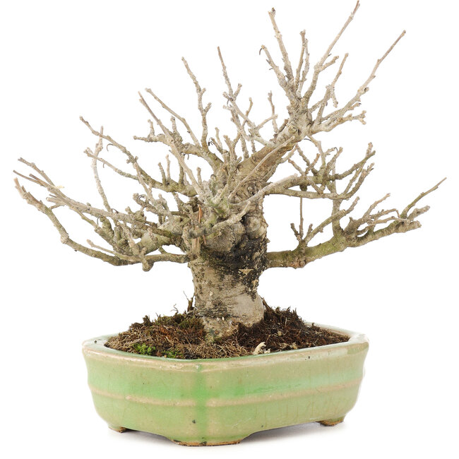 Ilex serrata, 15 cm, ± 15 ans, (arbre femelle) dans un pot japonais fait main par Hattori, avec des baies à l'automne