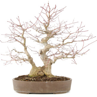 Acer palmatum, 37 cm, ± 25 jaar oud