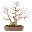 Acer palmatum, 37 cm, ± 25 years old