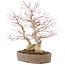 Acer palmatum, 37 cm, ± 25 jaar oud