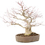 Acer palmatum, 37 cm, ± 25 jaar oud