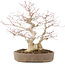 Acer palmatum, 37 cm, ± 25 years old