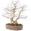 Acer palmatum, 37 cm, ± 25 jaar oud