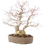 Acer palmatum, 37 cm, ± 25 years old