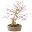 Acer palmatum, 37 cm, ± 25 jaar oud