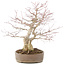 Acer palmatum, 37 cm, ± 25 Jahre alt