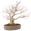 Acer palmatum, 37 cm, ± 25 jaar oud