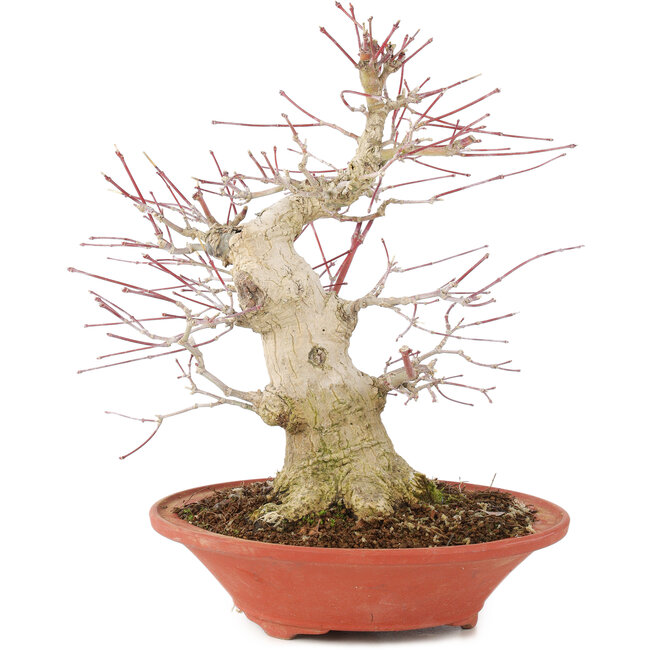 Acer palmatum, 24 cm, ± 20 ans, avec un nebari de 8 cm