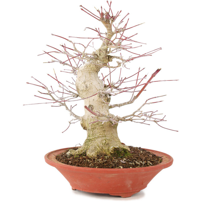 Acer palmatum, 24 cm, ± 20 jaar oud, met een nebari van 8 cm