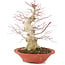 Acer palmatum, 24 cm, ± 20 anni, con un nebari di 8 cm