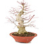 Acer palmatum, 24 cm, ± 20 años, con nebari de 8 cm