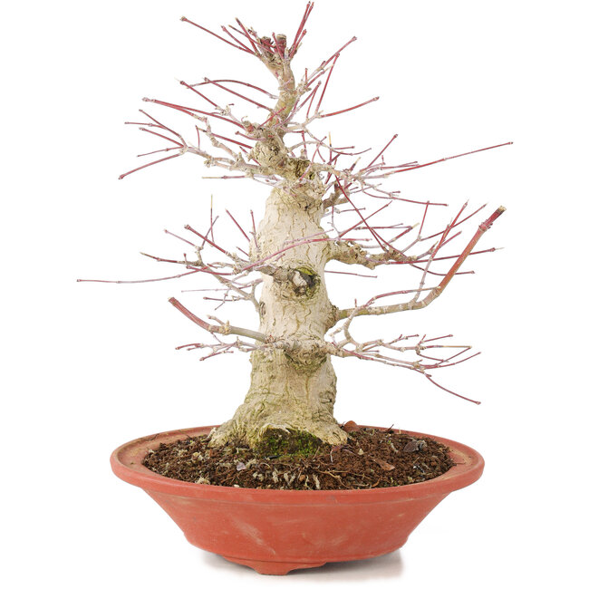 Acer palmatum, 24 cm, ± 20 jaar oud, met een nebari van 8 cm