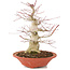 Acer palmatum, 24 cm, ± 20 años, con nebari de 8 cm