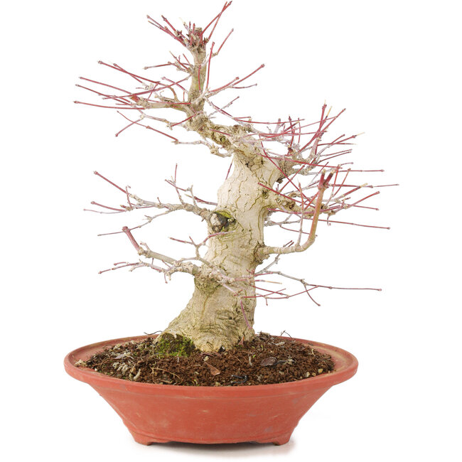 Acer palmatum, 24 cm, ± 20 Jahre alt, mit einem Nebari von 8 cm
