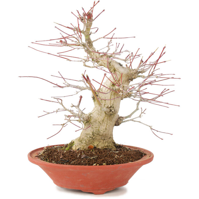 Acer palmatum, 24 cm, ± 20 años, con nebari de 8 cm