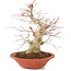 Acer palmatum, 24 cm, ± 20 años, con nebari de 8 cm