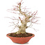 Acer palmatum, 24 cm, ± 20 Jahre alt, mit einem Nebari von 8 cm
