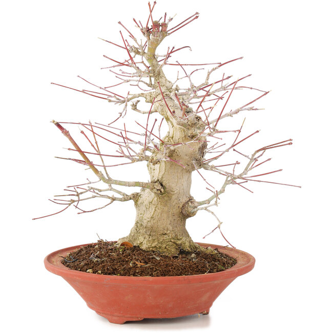 Acer palmatum, 24 cm, ± 20 anni, con un nebari di 8 cm