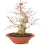 Acer palmatum, 24 cm, ± 20 años, con nebari de 8 cm