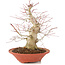 Acer palmatum, 24 cm, ± 20 jaar oud, met een nebari van 8 cm