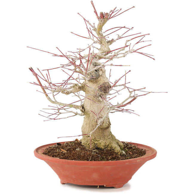 Acer palmatum, 24 cm, ± 20 Jahre alt, mit einem Nebari von 8 cm