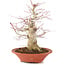 Acer palmatum, 24 cm, ± 20 anni, con un nebari di 8 cm