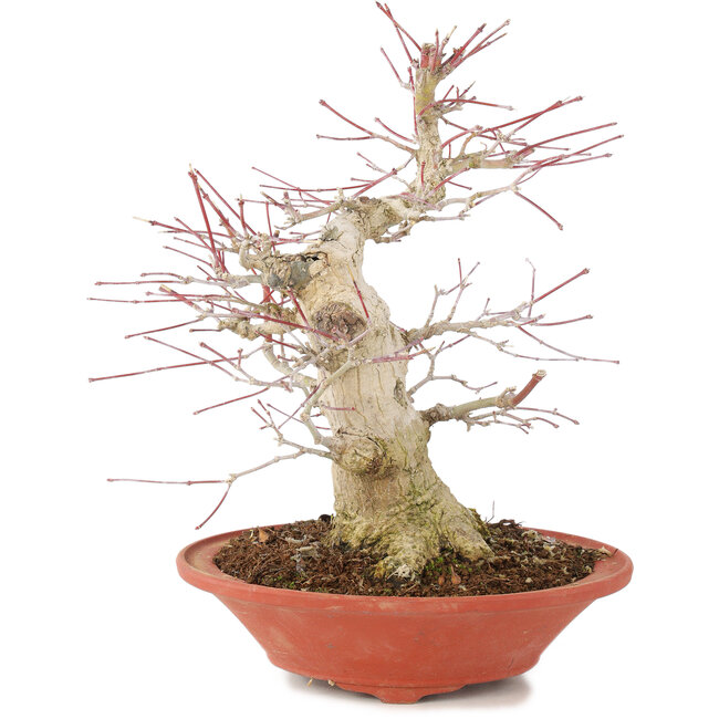 Acer palmatum, 24 cm, ± 20 años, con nebari de 8 cm