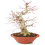 Acer palmatum, 24 cm, ± 20 years old, with a nebari of 8 cm