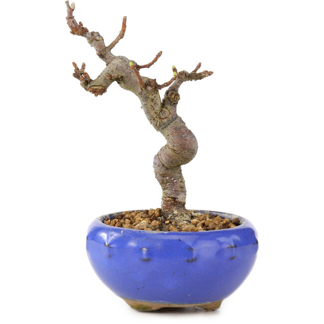 Malus, 12 cm, ± 12 ans