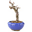 Malus, 12 cm, ± 12 ans