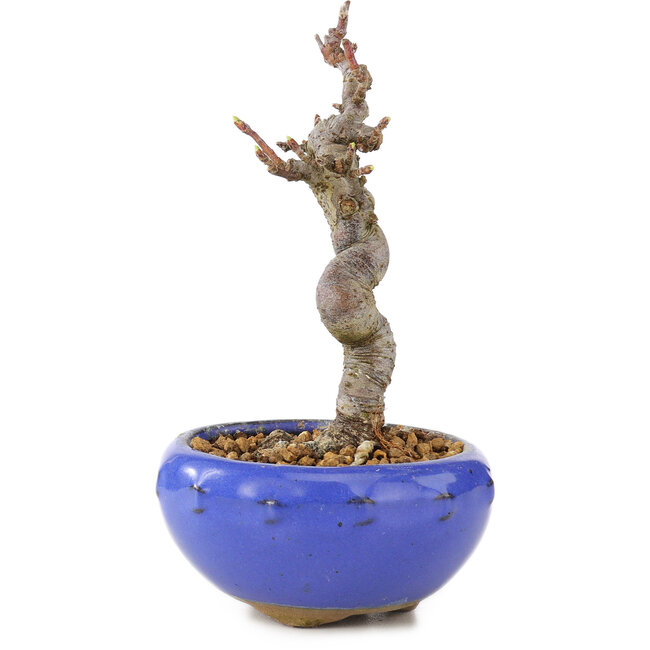 Malus, 12 cm, ± 12 años