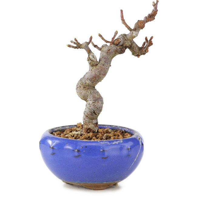 Malus, 12 cm, ± 12 ans
