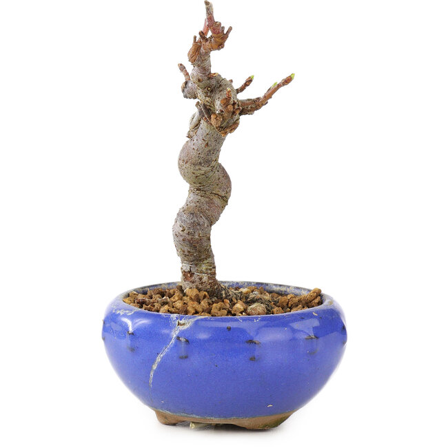 Malus, 12 cm, ± 12 jaar oud