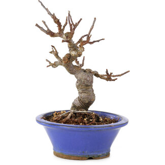 Malus, 15 cm, ± 12 anni