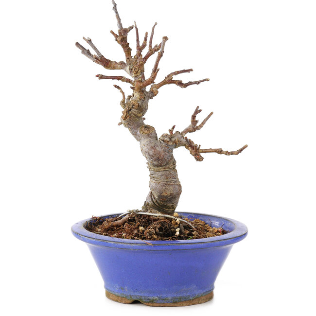 Malus, 15 cm, ± 12 años