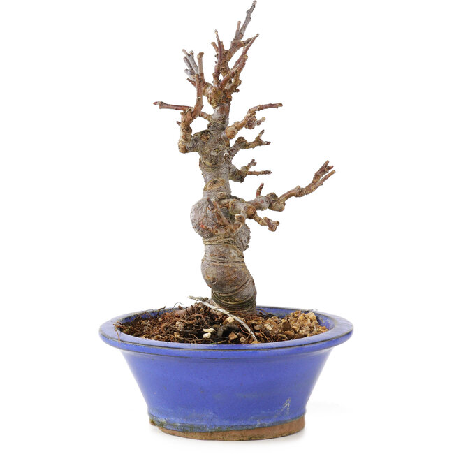 Malus, 15 cm, ± 12 years old