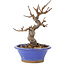 Malus, 15 cm, ± 12 ans