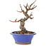 Malus, 15 cm, ± 12 years old