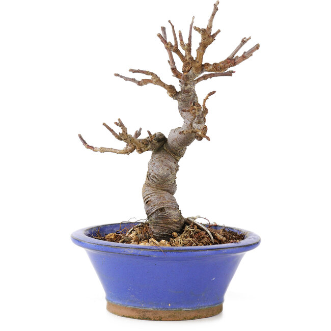 Malus, 15 cm, ± 12 años